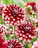 Dahlia Checkers