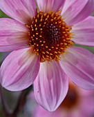 Dahlia 'Dahlegria Lilac ® Pink'