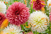 Dahlia Orange Fubuki, Ice Crystal