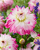 Dahlia 'Pink Petticoat'