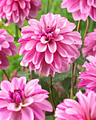 Dahlia 'Emmas Ippenburg'