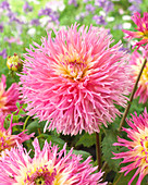 Dahlia 'Philothea'