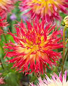 Dahlia 'Pinelands Pam'