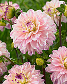 Dahlia Pink Hebbes