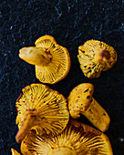 Fresh forest chanterelle