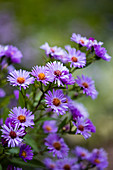 Purple flowering autumn asters