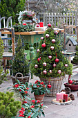 Zuckerhutfichte als Weihnachtsbaum mit Kugeln und Lichterkette geschmückt