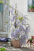 Flowering wisteria in the pot