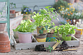 Jungpflanzen von Salat, Koriander und Kapuzinerkresse in Töpfen