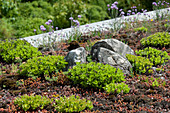 Green roof with stonecrop, stonecrop and carnations