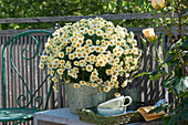 Marguerite daisy in a zinc pot