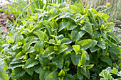 Lemon balm in an herb bed