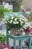 marguerite daisy 'Pure White Butterfly' and petunia packed as a gift