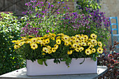 Box with African daisy 'Light Yellow' and Nemesia Fairy Kisses 'Boysenberry'