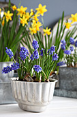 Grape hyacinths in jelly mould with narcissus in background