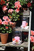 DI candle lanterns and salmon-pink geraniums on old step ladder in garden