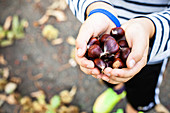 A child holding chestnuts