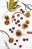 Chestnuts on a marble background