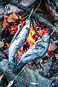 Freshly caught trout on skewers over a fire