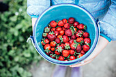 Kinderhände halten Eimer mit frisch gepflückten Erdbeeren