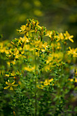 St. John's wort (Hypericum perforatum)