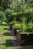 Raised beds in herb garden