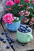 Blueberries and roses in mugs on wooden bench outdoors
