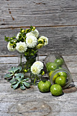 White pompom dahlias and green tomatoes in glass vessels and houseleeks on wooden surface