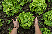 From above big green lettuce in hands on loose soft earth in garden