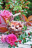 Wire basket of hazelnuts and Cape daisies surrounded by dahlias on wooden table