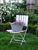 Pink verbena on old garden chair in front of box hedge and viburnum bush