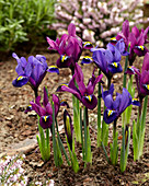 Iris reticulata 'Purple Hill' ®, 'Blue Hill' ®