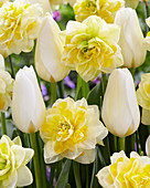 Tulipa 'Francoise', Narcissus 'Sweet Pomponette'