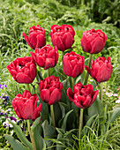 Tulipa 'Presto'