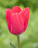 Tulipa 'Liana'