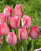 Tulipa 'Pink Sound'