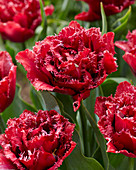 Tulipa 'Matchpoint Red'