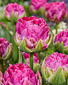 Tulipa 'Wicked in Pink'