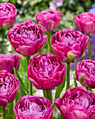 Tulipa '481-482-99-1603'