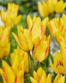 Tulipa Georgette