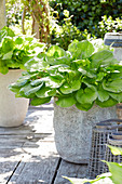 Hosta Banana Kid