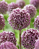 Allium 'Summer Drummer'