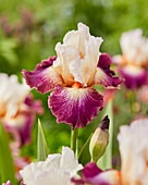 Iris germanica 'Princess Eugene'