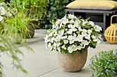 Hydrangea 'Runaway Bride' ®