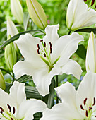 Lilium 'Zagatti'