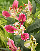 Lilium 'Pink Parrot Carriba'