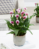 Zantedeschia 'Captain Miro'