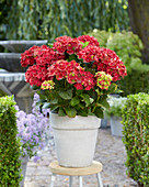 Hydrangea Multi-Double by Magical® Red Red Wine