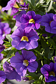 Calibrachoa 'Lavender Improved'