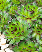 Sempervivum